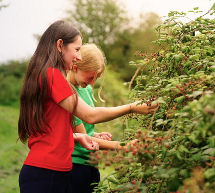Sidcot students picking food in the school gardens