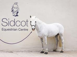 White Horse at Sidcot Equestrian