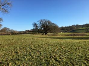 Field with a Tree in the middle